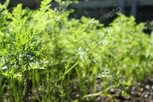 Preview: Selective focus on organic carrot greens growing in the garden.