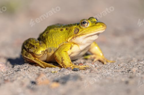 Preview: Pool frog with bright blurred background
