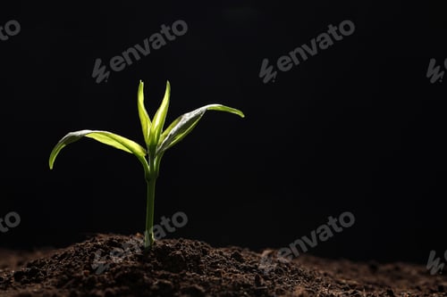 Preview: Young seedling in soil on black background, space for text