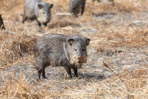 Preview: Wild boar