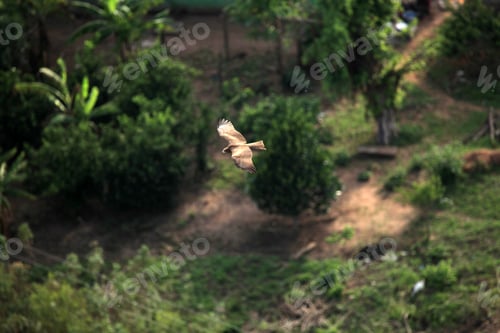 Preview: Yellow Billed Kite - Uganda, Africa