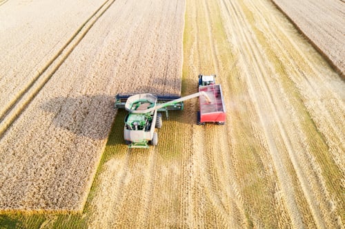 Preview: Harvesting wheat in autumn field