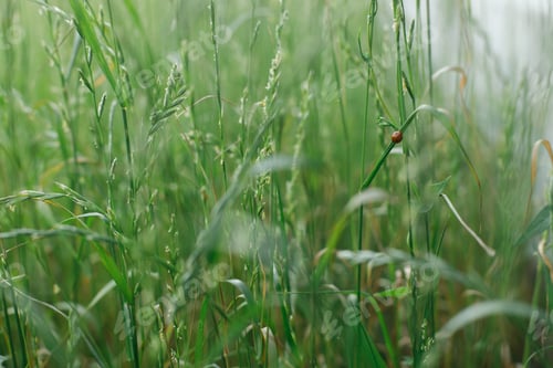 Preview: Ladybird sitting on grass in green meadow. Cute ladybug in summer field