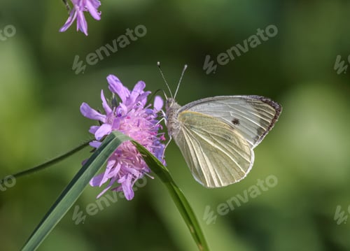 Preview: White butterfly on violet flower