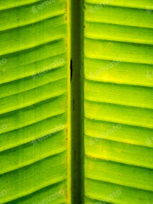 Preview: Banana leaf with drops on it