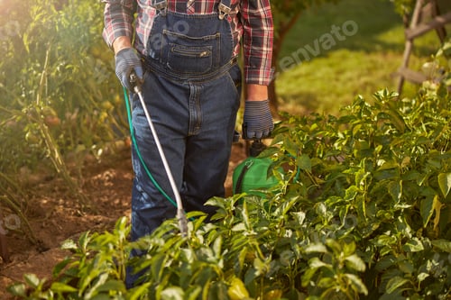 Preview: Responsible gardener spraying plants in his garden