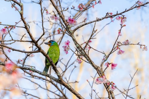 Preview: Taiwan barbet bird stand on sakura tree