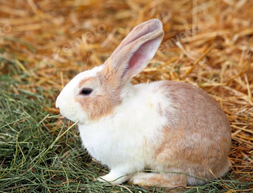 Preview: rabbit on grass