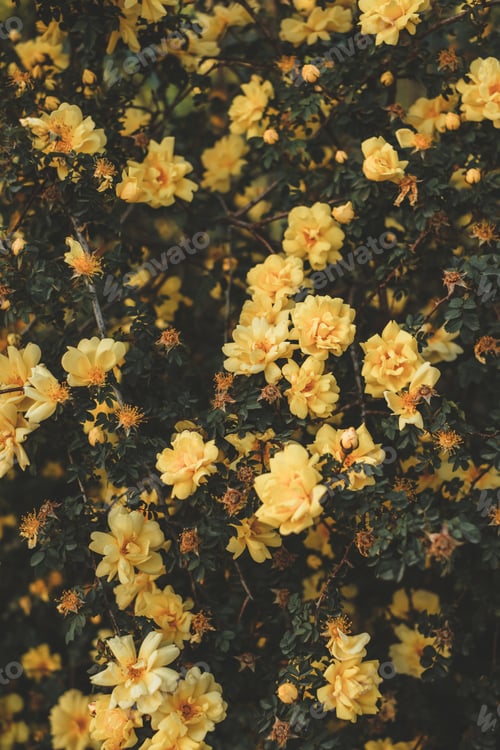 Preview: Spring yellow roses, floral background.