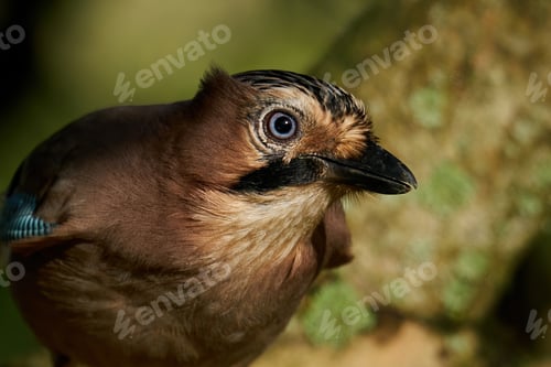 Preview: Eurasian jay (Garrulus glandarius)