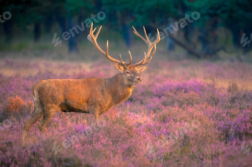 Preview: Male red deer with huge antlers