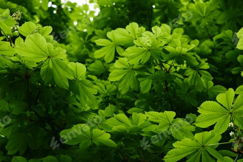 Preview: beautiful blooming green chestnut tree outdoors