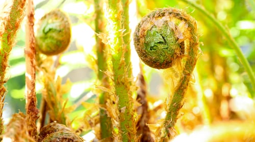 Preview: Young green opening sprouts of fern leaves in the garden