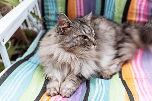 Preview: fluffy gray cat sitting on beach lounger