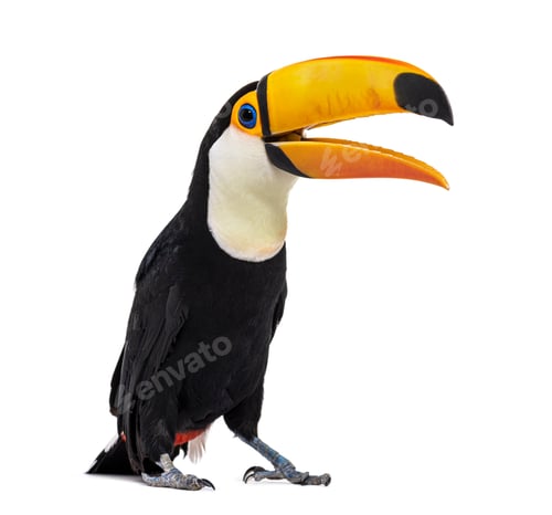 Preview: Toucan toco beak open, Ramphastos toco, isolated on white