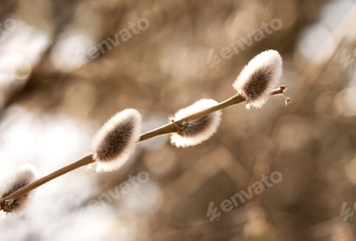Preview: flowering branch of a willow plant. ,