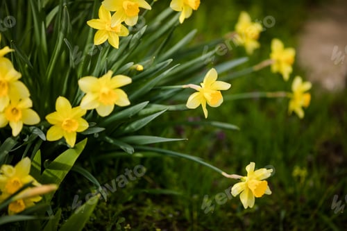 Preview: Close-up yellow daffodils in the green grass