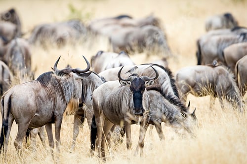 Preview: Herd of wild wildebeest migrating in East Africa