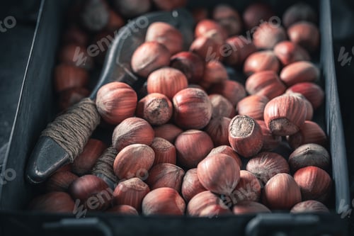 Preview: Fresh hazelnuts on dark table. Source of minerals.