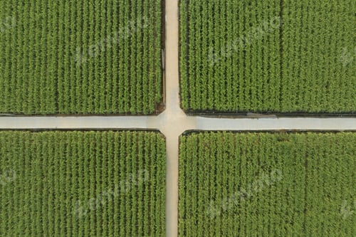 Preview: Aerial view of sugarcane plants growing at field