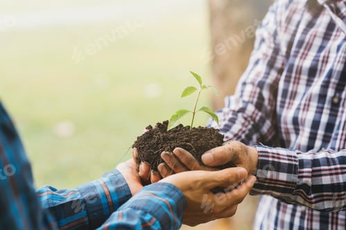 Preview: Planting a tree. Close up on young man planting the tree while working in the garden.