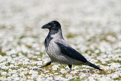 Preview: Hooded crow (Corvus cornix)