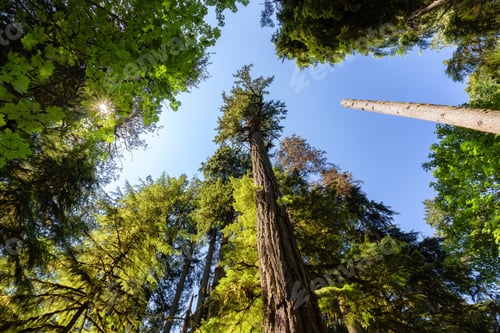 Preview: Lush Green Rain Forest in Pacific Northwest. MacMillan Provincial Park