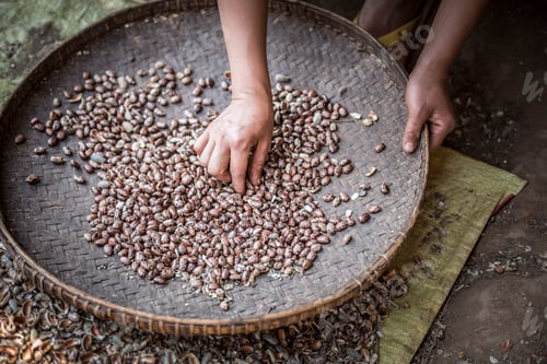 Preview: Portrait of a woman sorting seeds in the hills around Hsipaw Township, Shan State, Myanmar (Burma)