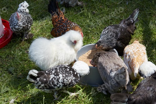 Preview: Ornamental chickens eating seeds in the meadow, sunlight