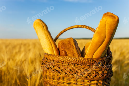 Preview: Yellow agriculture field with ripe wheat and blue sky