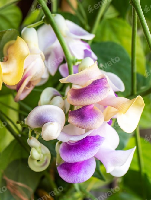 Preview: Selluka, Vigna Caracalla, is a flowering ivy species belonging to the Fabaceae family.