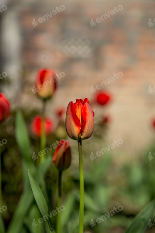 Preview: red tulips in the garden