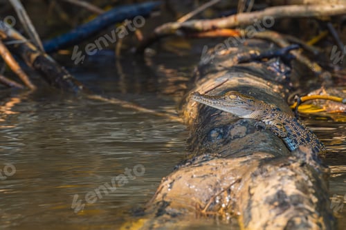 Preview: Australian saltwater crocodile calf resting on top of a log in the river. Wildlife Conservation
