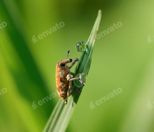 Preview: Macro photograph of a weevil perched on a verdant green leaf