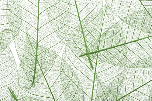 Preview: Background from skeletonized leaves isolated on white