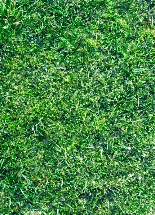Preview: Grass closeup tecture