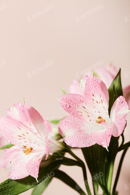 Preview: fresh beautiful flowers on beige background. floral background, selective focus. minimal