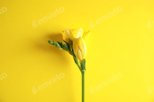 Preview: Beautiful freesia with fragrant flowers on color background, top view