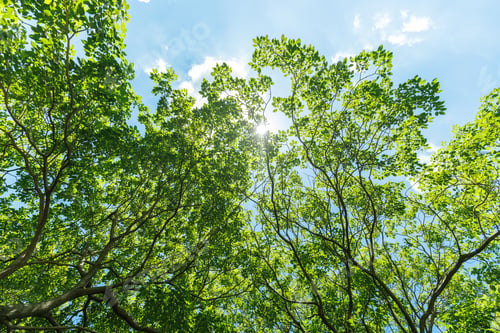 Preview: Nature of green leaf cover in garden summer. Eco Green Environment natural background.