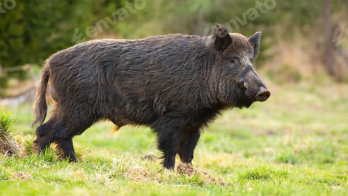 Preview: Dangerous wild boar with long tusks standing on green grass in spring forest