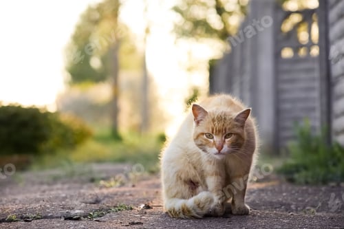 Preview: A red cat sits on the asphalt crouched looking at the camera