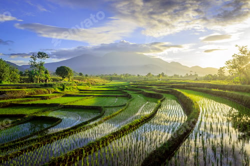 Preview: the beauty of the foggy morning panorama with sunrise and rice fields in Bengkulu