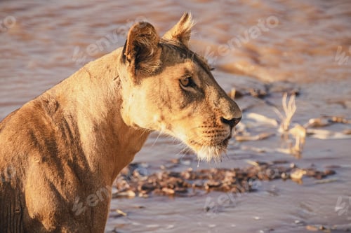 Preview: Animals in the wild - lioness drinking at the river - Samburu National Reserve, North Kenya