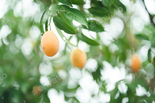 Preview: Thai Plango fruit or Boueaburmanica Griff, Tropical fruit calling Ma Yong Chid in orchard