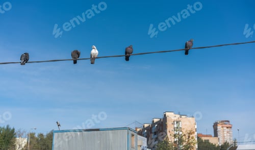Preview: Pigeons sitting on power lines