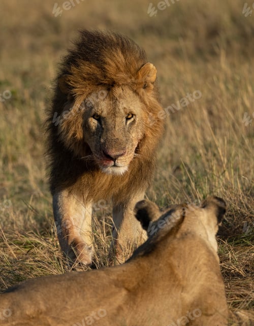 Preview: A Lion in Africa