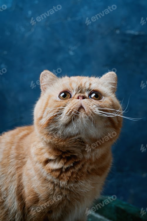Preview: Exotic Short hair young male cat