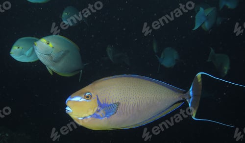 Preview: Underwater fish Photograph surrounded by coral reef scene