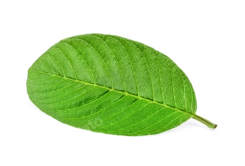 Preview: leaf isolated on a white background