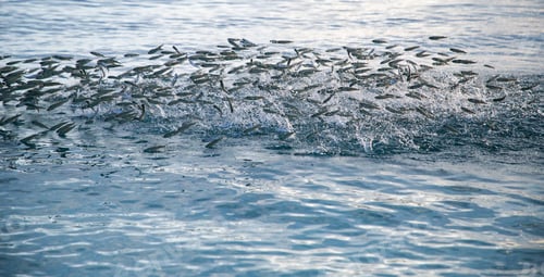 Preview: bank of fish jumping in the sea